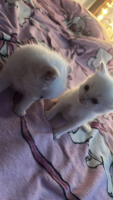 Полуперсидские котята