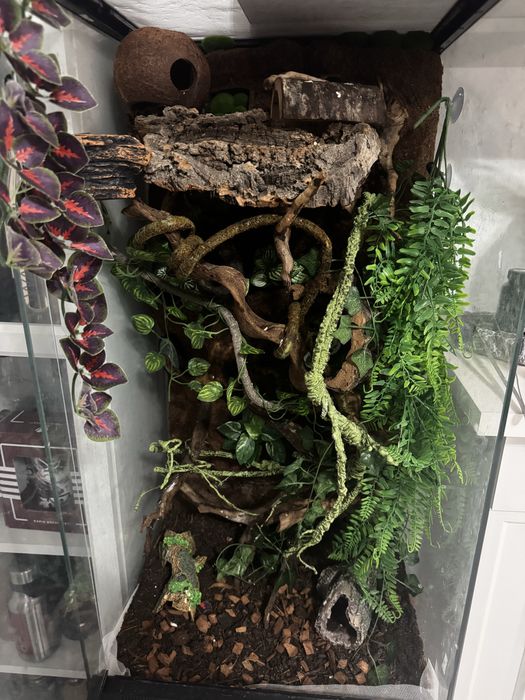 Terariu complet 45x45x93 + Crested Gecko