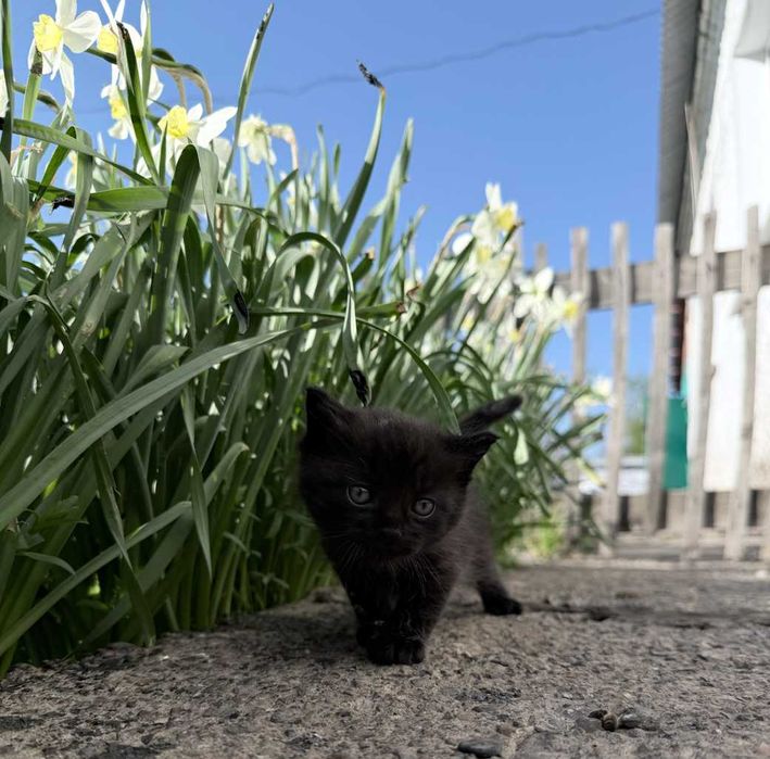 Черный котик ищет семью