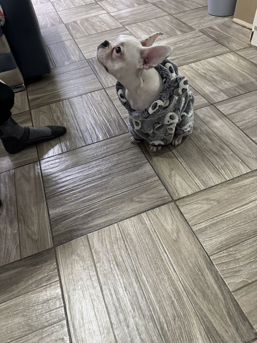 Французкий бульдог щенок