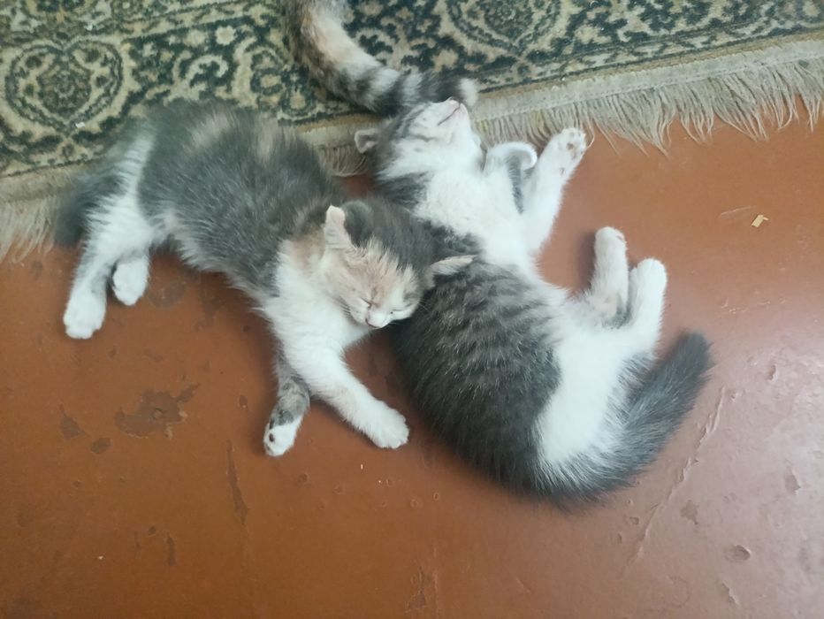 Отдам котят даром