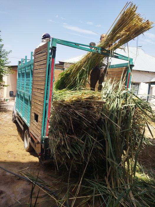 қамыс баубар бағасы 250тг