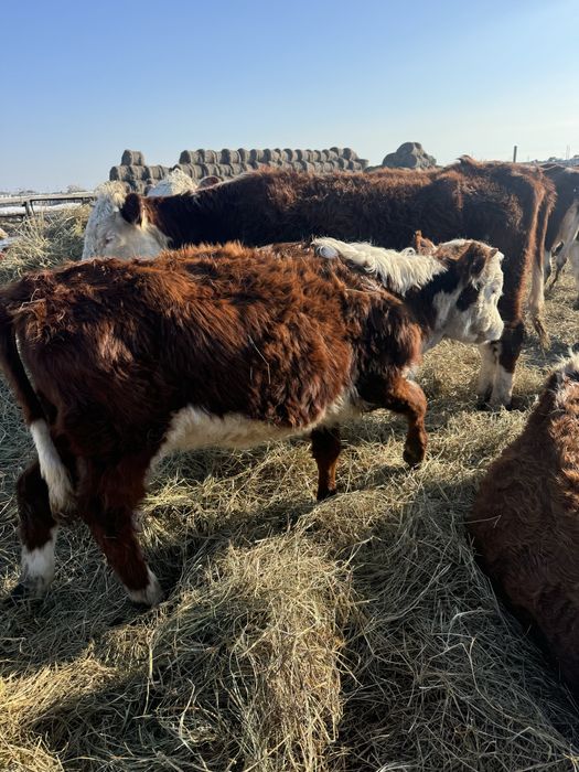 Продам телок(11-12мес) белоголовые