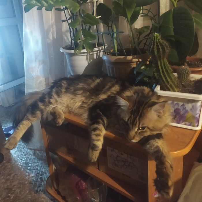 Предлагаю на вязку мейнкуна