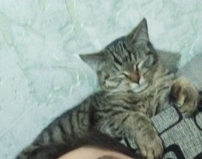 2 котенка в хорошие руки