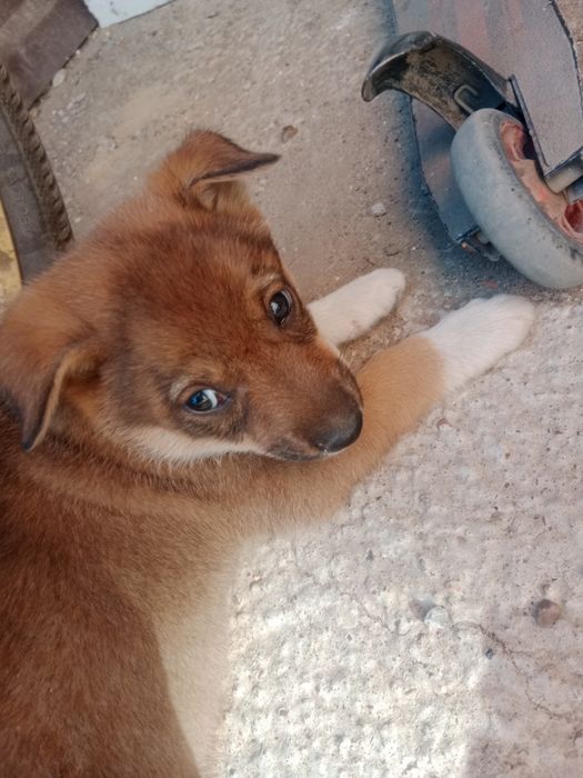 Отдам собачек бесплатно