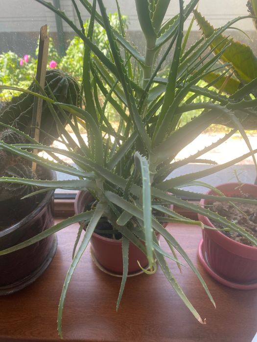 Комнатные цветы каланхоэ