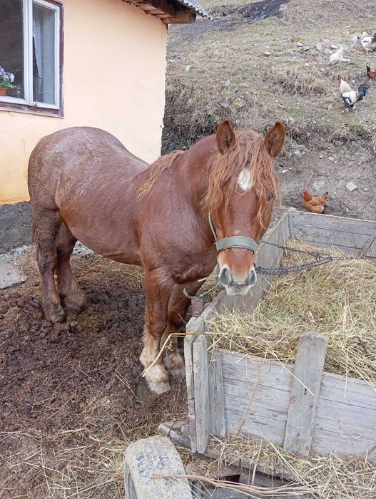 Armăsar de 6 ani de vânzare