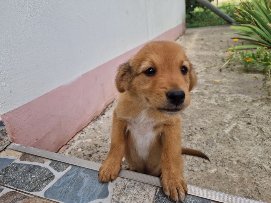 SPRE ADOPȚIE – Cățeluș de talie mică