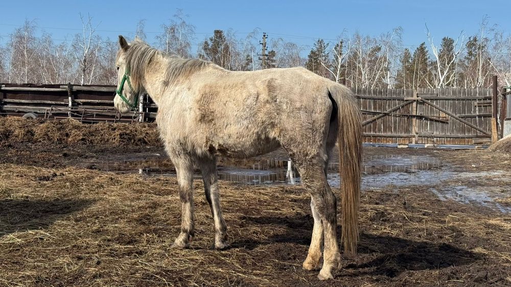 Продам жеребую кобылу, 7 лет.