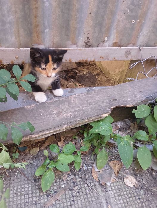Подарявам котета