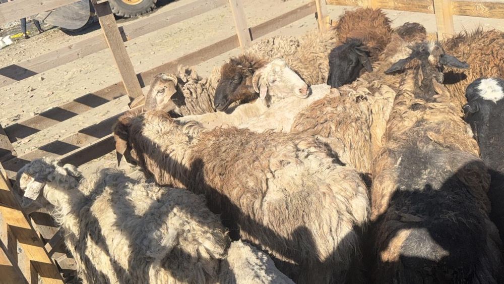 Продам овец бараны