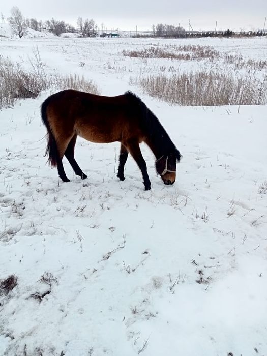 Сиырга ауыстырам