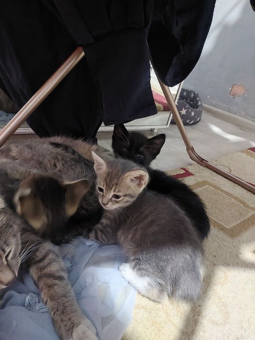 Дарю котят три осталось