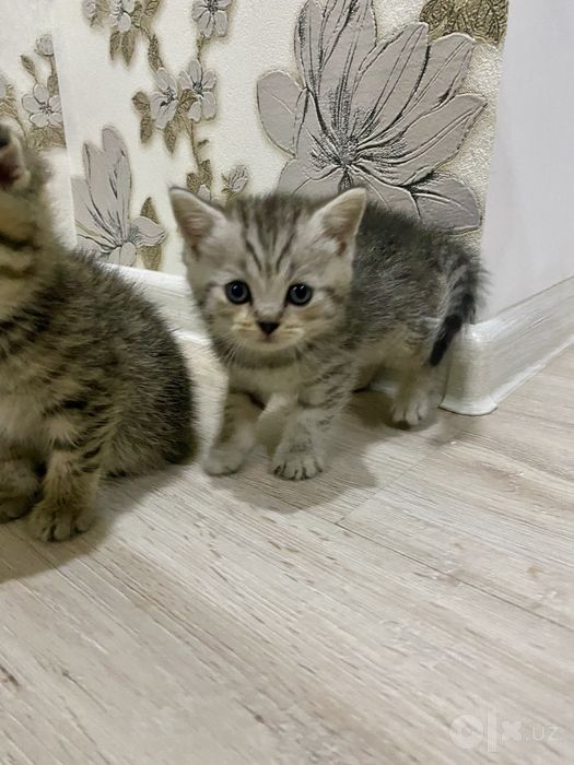 продаются котята 1,5месяцев