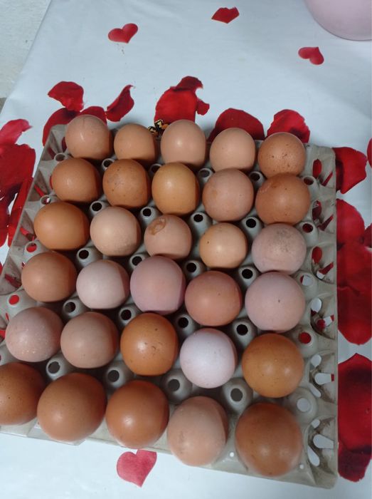 Продам домашние яйца