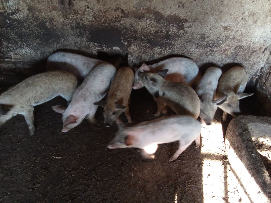 Прасенца отбити 150лв 180лв 200лв