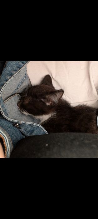 Котенок - мальчик