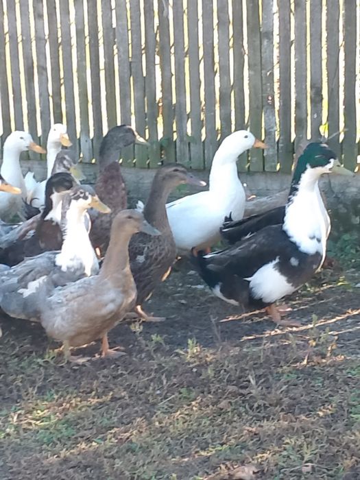 Rate pekin și gâște