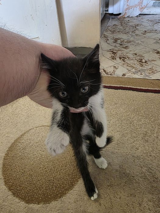 Котята бесплатно двоя мальчик и девочка