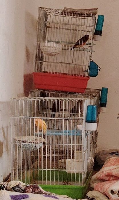 Кенар лимонный поёт идеально