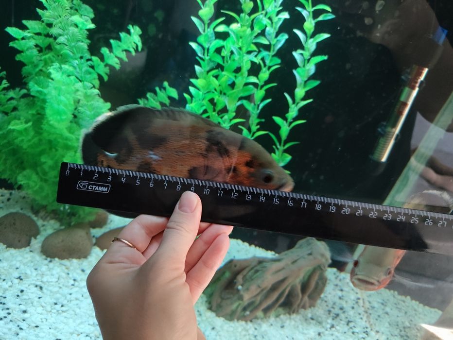 Астронотус (обмен)