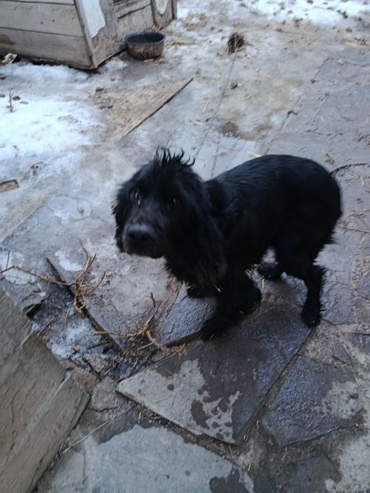 Продам щенки спаниели