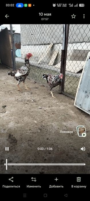 Продам даканок бойцовых