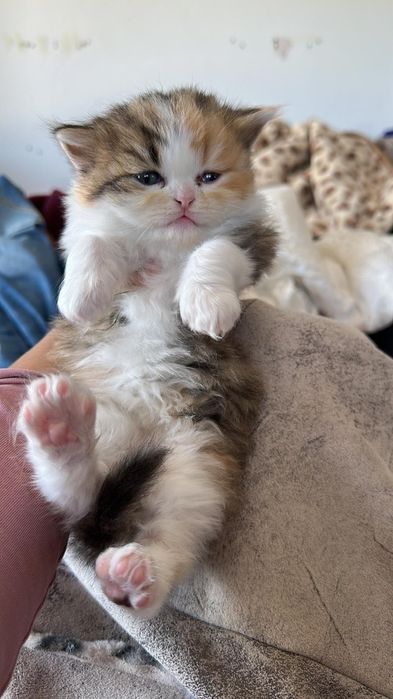 Домашно Котенце с Доставка