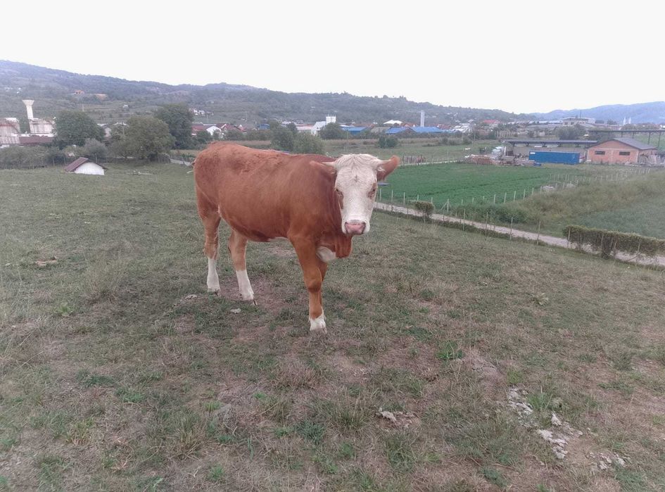 Juninca de vanzare