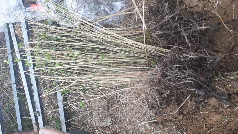 Gard viu lemn cainesc