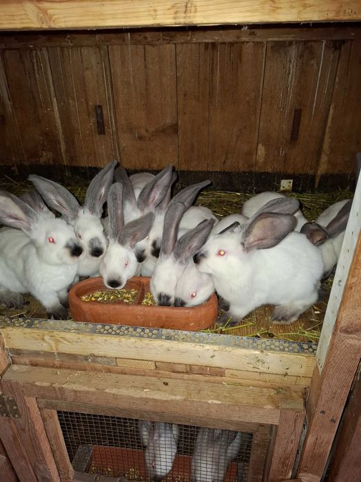 Iepuri Uriaș de Transilvania