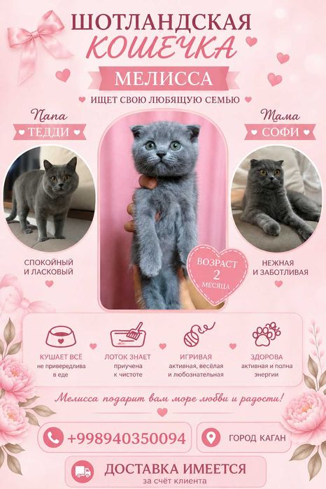 Чистокровные котята