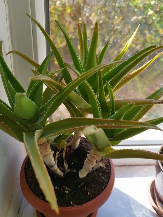 Продам алое вера