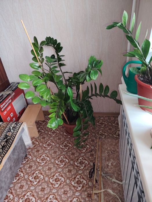 Продам долларовое дерево