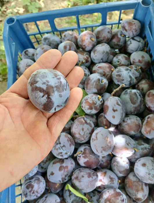 Prune de țuică pălincă