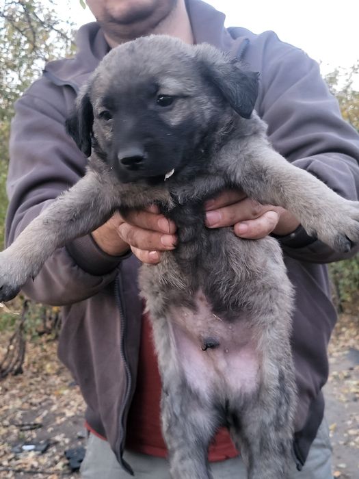 щенки в добрые руки