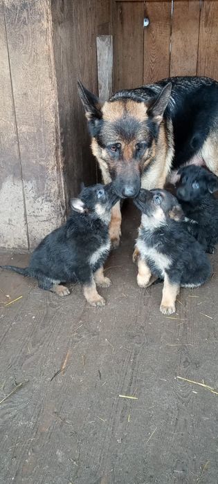 Чистокровные щенки немецкой овчарки