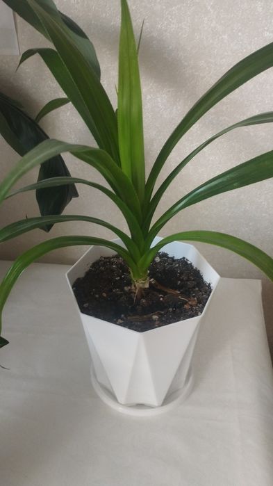 Комнатное растение драцена, район Евразии