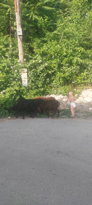 Кузи 8та кучкар 1та ургочи соглом доставка бор