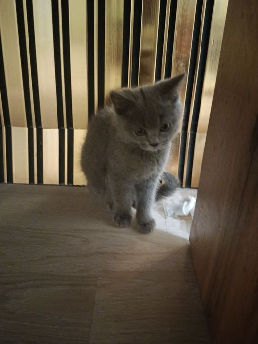 Продам кошку британский