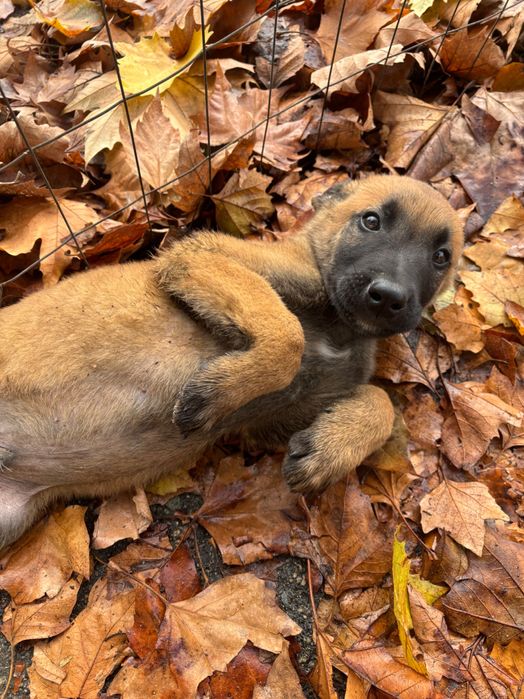 Белгийска Овчарка Малиноа