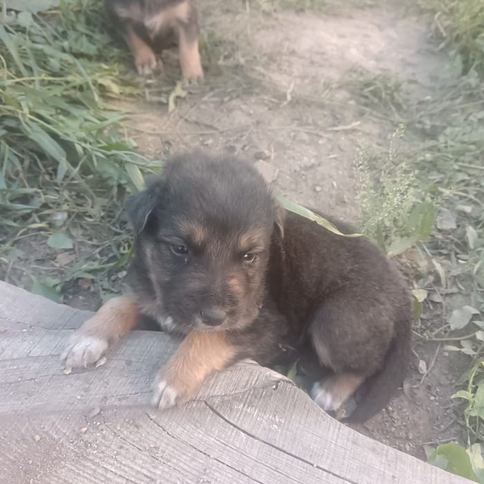 Отдам бесплатно щенят