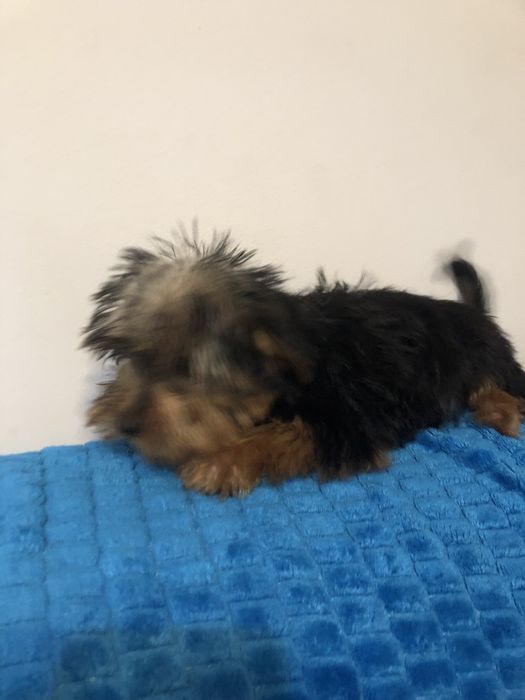 Mascul yorkshire terrier