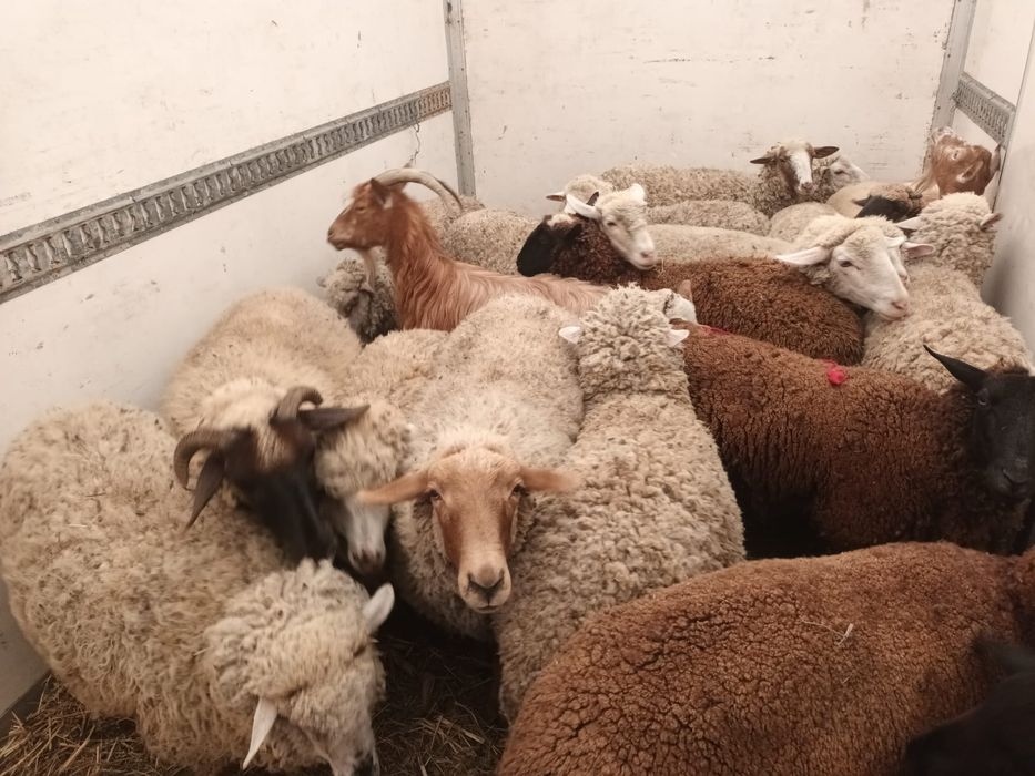 Vând  cârlani și oi