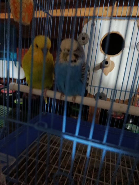 Andurka sotiladi nar va moda 550ming dostafka yuq manzil qashqadaryo