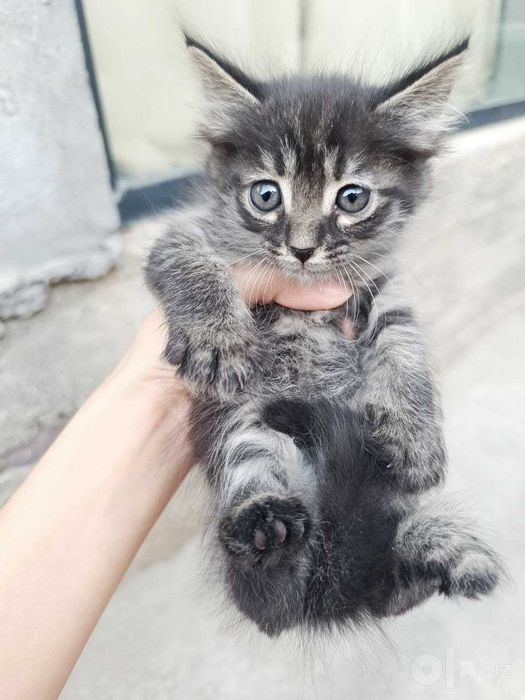Котята даром, в добрые руки