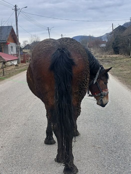 Vând iapă gestantă