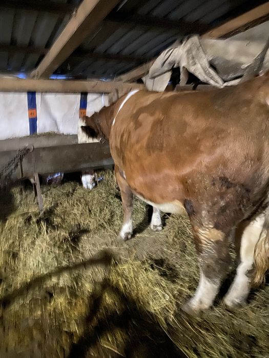 Vând jurincă varsta 2 ani