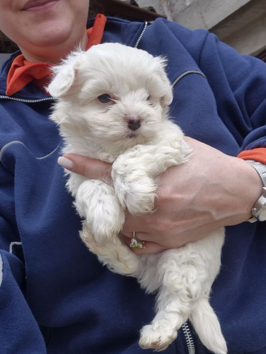 Vand pui bichon maltez